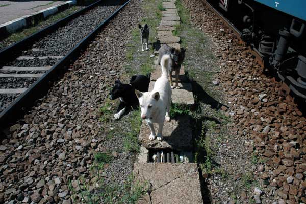 http://annak.pmeh.org/wp-content/uploads/2006/11/istanbul_romanian_dogs.jpg